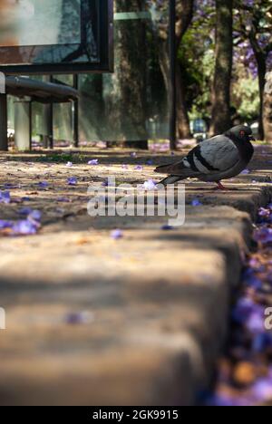 Porträt einer Taube auf einem Gehsteig zwischen gefallenen violetten Blüten von Jacaranda - selektiver Fokus, Vertikal Stockfoto