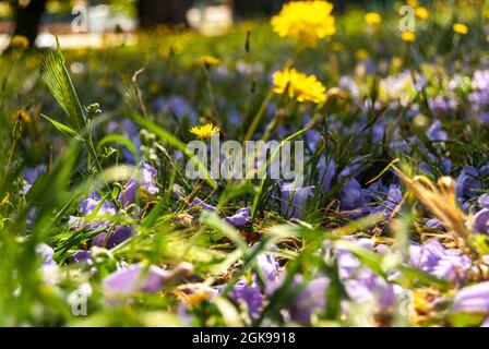 Sonnige Löchenkerne, die unter den gefallenen Blüten von Jacaranda im grünen Gras wachsen - Taraxacum, Jacaranda, Selektiver Fokus Stockfoto