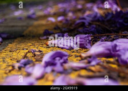 Makro von gefallenen lila jacaranda Blumen auf einer Straße gelbe Markierung - Makro-Aufnahme, selektiver Fokus Stockfoto