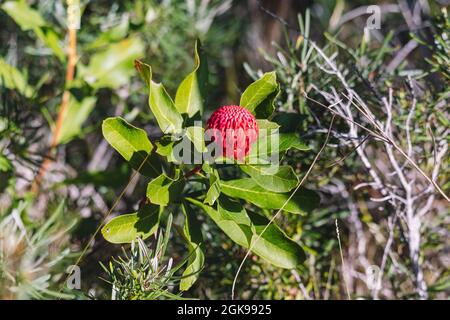 Australische einheimische rote und magentafarbene Waratah-Blume. Blumenkopf. Stockfoto