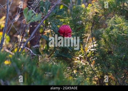 Australische einheimische rote und magentafarbene Waratah-Blume. Blumenkopf. Stockfoto