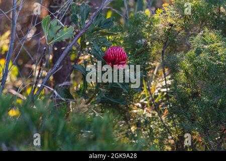 Australische einheimische rote und magentafarbene Waratah-Blume. Blumenkopf. Stockfoto