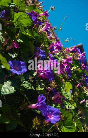 Violette Morgenblüten an der Wand des Gebäudes - Ipomoea purpurea, Portugal, selektiver Fokus Stockfoto