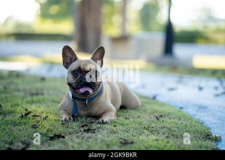 An einem sonnigen Tag legt ein süßer französischer Bulldog auf dem Gras Stockfoto