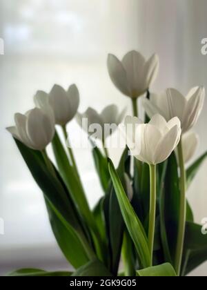 Blumen in einem Innenraum. Stockfoto