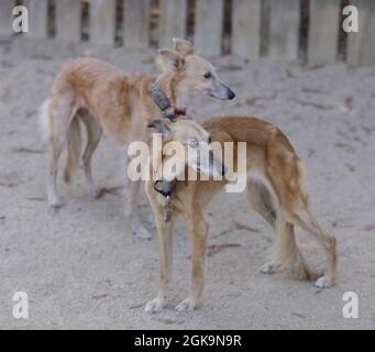 12-jährige Zwillingsschwester Langhaarschwestern: Rot-Blau (vorne) und Fawn (hinten). Hundepark an der Leine in Nordkalifornien. Stockfoto