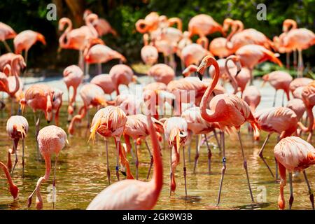Eine Herde Flamingos, die im Wasser stehen Stockfoto