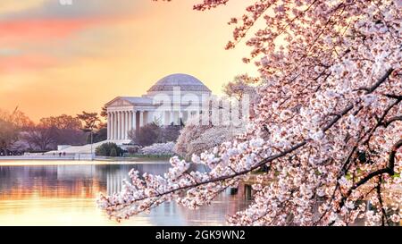 Jefferson Memorial während des Cherry Blossom Festivals in Washington, DC, USA Stockfoto