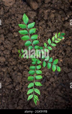 Die Pflanze mit den Laubblättern im Garten, auch bekannt als süßes Neem, Nahaufnahme von oben, Erde im Hintergrund Stockfoto