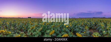 Wunderbarer Sonnenuntergang über einem weiten Sonnenblumenfeld unter dem violetten Himmel, Konzept für idyllische Natur. Stockfoto