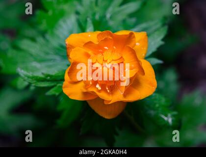 Blüte der asiatischen Globenblume (lat: Trollius asiaticus) im sibirischen Wald, Russland Stockfoto