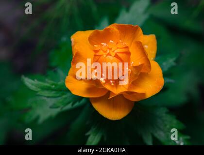 Blüte der asiatischen Globenblume (lat: Trollius asiaticus) im sibirischen Wald, Russland Stockfoto