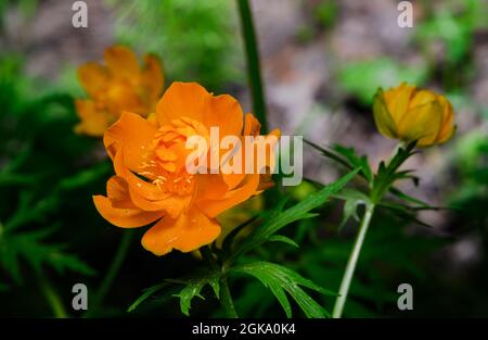 Blüte der asiatischen Globenblume (lat: Trollius asiaticus) im sibirischen Wald, Russland Stockfoto