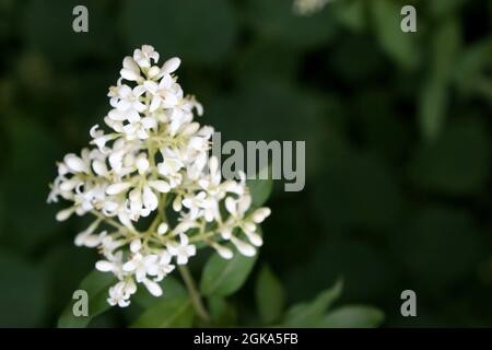 Weiße Blüten von wildem Gehege oder gemeinem Gehege oder europäischem Gehege (Ligustrum vulgare) Stockfoto
