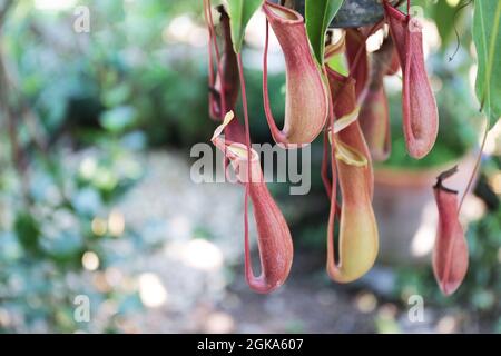 Nepenthes, tropische Krug Pflanzen und Affen Tassen, Fokus selektiv. Stockfoto