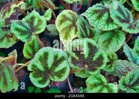 Begonia masoniana Irmsch, Eisernes Kreuz begonia. Reise in die Bergstadt Colombo, Sri Lanka. Nov. 2019 Stockfoto