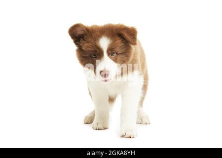 Braun weiß Welpen Grenze Collie über weißem Hintergrund. Stockfoto