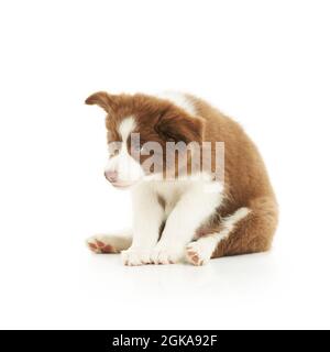 Braun weiß Welpen Grenze Collie über weißem Hintergrund. Stockfoto
