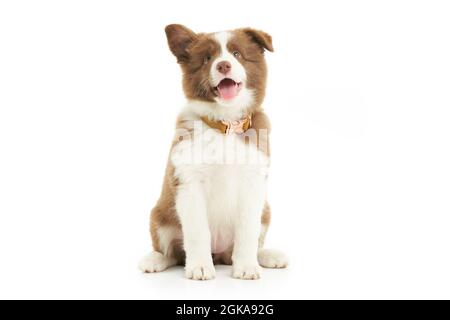 Braun weiß Welpen Grenze Collie über weißem Hintergrund. Stockfoto