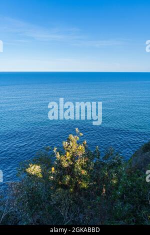 Blick auf die Küste über Banksia bis zum offenen Ozean, Central Coast NSW Australia Stockfoto