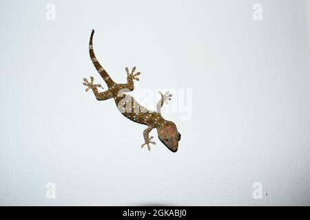 Tokay-Gecko an der grauen Wand, viele orangefarbene Punkte auf der blauen Haut des Gekko-Geckos, Reptilien in den Häusern der Tropen Stockfoto