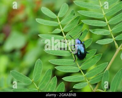 Erlenblattkäfer ( Agelastica alni ) auf Blattbaumpflanze mit natürlichem grünen Hintergrund, schwarz und blau leuchten auf dem Körper eines tropischen Skarabäus Stockfoto