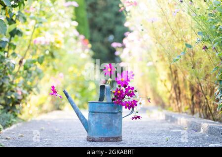 Schönes Bouquet von kosmischen Blumen in Gießkannen im Sommergarten. Stockfoto