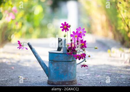 Schönes Bouquet von kosmischen Blumen in Gießkannen im Sommergarten. Stockfoto