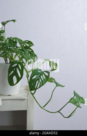 Monstera deliciosa Monkey swiss Cheese im Topf auf hellviolettem Hintergrund auf Nachttisch. Home Gardening minimalistischen trendigen Konzept. Stockfoto