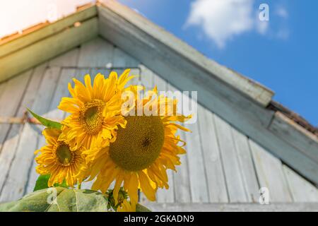 Sonnenblumen-Blütenstände auf dem Hintergrund des Daches des Holzhauses und des blauen Himmels mit den Wolken Stockfoto