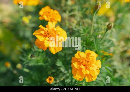 Ringelblume Knospen weichen Fokus verschwommen natürlichen Hintergrund. Verwendung von Blumen in der Kosmetologie. Gelbe Blumen im Garten. Ringelknospen Stockfoto