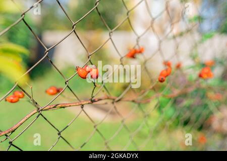 Hagebutten auf einem Zaun Netz Hecke. Weben Zweig der Hagebutte mit reifen Früchten auf Zaun im Hinterhof Stockfoto