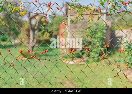 Hagebutten auf einem Zaun Netz Hecke. Weben Zweig der Hagebutte mit reifen Früchten auf Zaun im Hinterhof Stockfoto