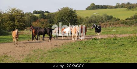 Viele Pferde stehen auf einer Wiese Stockfoto