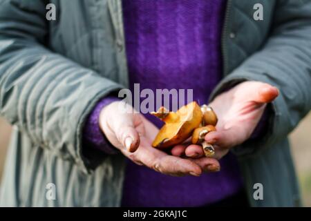 Unschärfe-braune Pilze, Suillus, in weiblichen Händen. Pilze Sammeln. Herbstwald. Herbstinspiration. Junge weibliche Hände. Liebe Natur Hintergrund. P Stockfoto