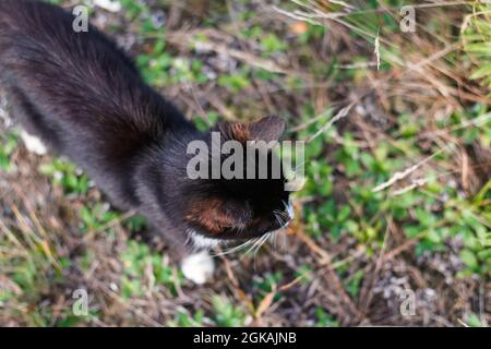 Unschärfe-Effekt von oben auf schwarz-weiße Katze, die auf der Herbstwiese spazieren geht. Katzenjagd draußen. Tier, das alleine geht. Nicht fokussiert. Stockfoto