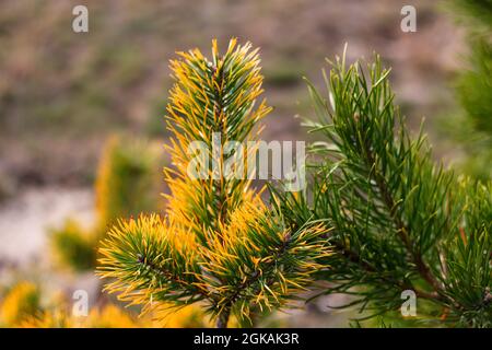 Defocus sibirische Zwergkiefer, Pinus pumila, gelb trocken oder krank. Wilde Pflanzen Sibiriens. Schöner natürlicher grüner und gelber Hintergrund. Nahaufnahme. Von f Stockfoto