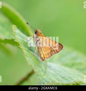 Schmetterling-Essex-Skipper, auch Europäischer Skipper genannt (Thymelicus lineola), ruhend Stockfoto