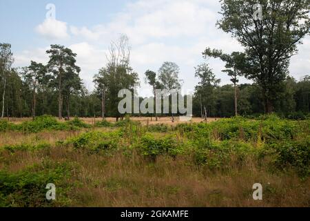 Heideland Naturschutzgebiet Paardenslenkte, Tubbergen, Overijssel, Niederlande Stockfoto