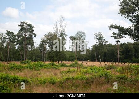 Heideland Naturschutzgebiet Paardenslenkte, Tubbergen, Overijssel, Niederlande Stockfoto