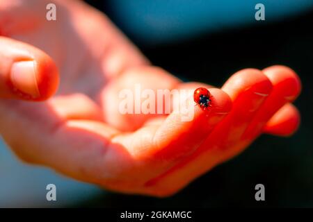 Ein Marienkäfer an der Hand der Frau im Fokus. Marienkäfer an den Händen. Ich wünsche Glück. Stockfoto
