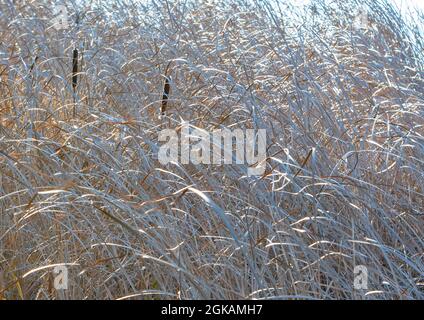 Landschaft aus trockenem Schilf, bedeckt mit Schnee an einem Wintertag Stockfoto