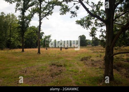 Heideland Naturschutzgebiet Paardenslenkte, Tubbergen, Overijssel, Niederlande Stockfoto