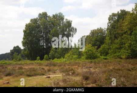 Heideland Naturschutzgebiet Paardenslenkte, Tubbergen, Overijssel, Niederlande Stockfoto