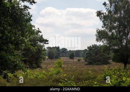 Heideland Naturschutzgebiet Paardenslenkte, Tubbergen, Overijssel, Niederlande Stockfoto