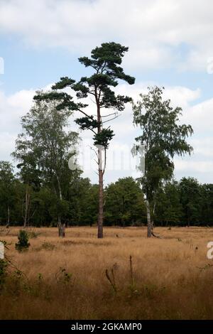 Heideland Naturschutzgebiet Paardenslenkte, Tubbergen, Overijssel, Niederlande Stockfoto