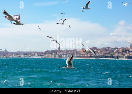 Istanbul Hintergrundbild. Möwen mit galata Tower im Hintergrund. Stadtbild von Istanbul mit bewölktem Himmel. Bosporus-Meerenge. Stockfoto