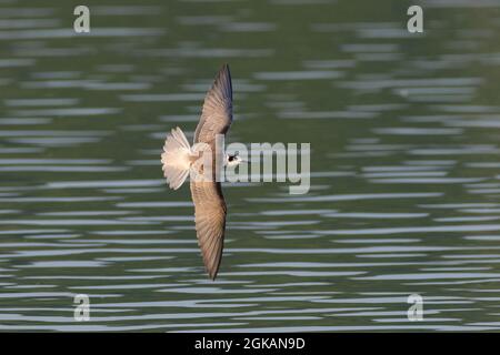 Juvenile Black Tern (Chlidonias niger) Farmoor Reservoir, Oxon, Großbritannien Stockfoto