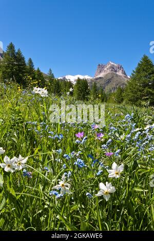 Hautes-Alpes, 05, Névache, Etroite-Tal und der Mont Thabor, das Tal war italienisch, wurde aber teilweise französisch, die an die Gemeinde Ne angeschlossen ist Stockfoto