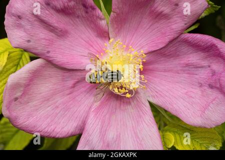 Der baumelnde Marsh-Liebhaber Hoverfly ist nach einer direkten Übersetzung seines wissenschaftlichen Namens benannt. Häufig und weit verbreitet sind sie hervorragende Mimiken von Wespen Stockfoto